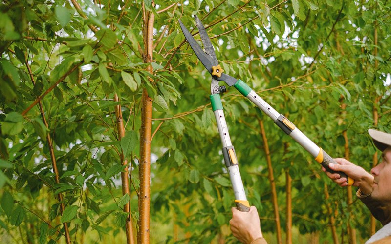 Tree trimming in Judsonia, AR